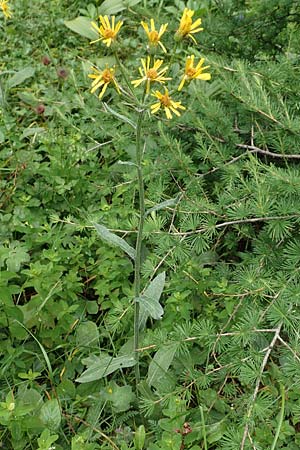 Senecio doronicum subsp. doronicum \ Gmswurz-Greiskraut / Chamois Ragwort, Slowenien/Slovenia Loibl-Pass 8.7.2019