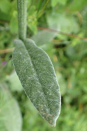 Senecio doronicum subsp. doronicum \ Gmswurz-Greiskraut, Slowenien Loibl-Pass 8.7.2019