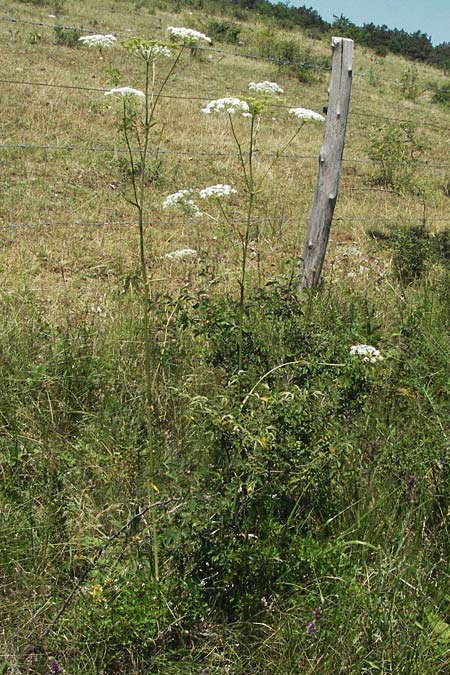 Seseli libanotis \ Heilwurz, Slowenien Postojna 14.7.2007