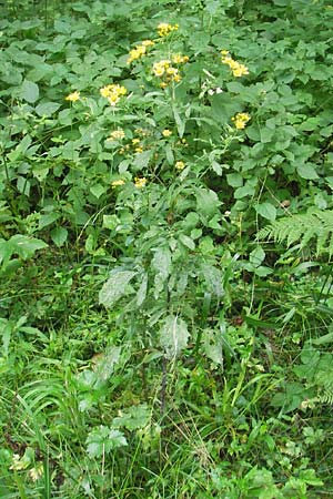 Senecio erraticus \ Spreizendes Greiskraut / Eastern Marsh Ragwort, Slowenien/Slovenia Sajevce 1.8.2011