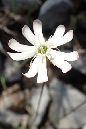 Silene hayekiana \ Hayeks Leimkraut / Hayek Catchfly, Slowenien/Slovenia Koschuta 7.7.2019