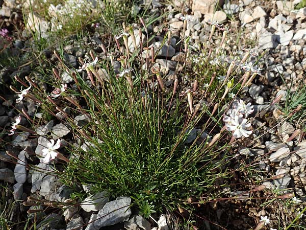 Silene hayekiana \ Hayeks Leimkraut / Hayek Catchfly, Slowenien/Slovenia Koschuta 7.7.2019