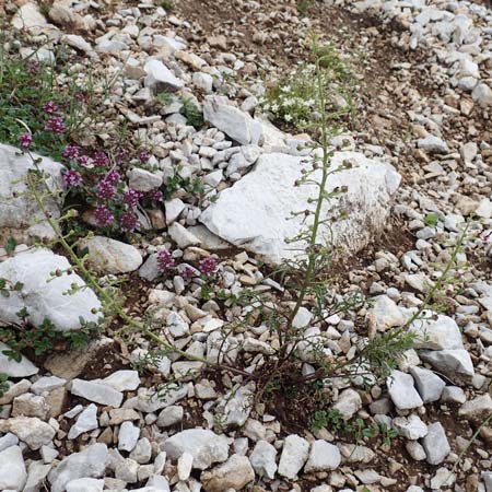 Scrophularia juratensis \ Jura-Braunwurz, Slowenien Koschuta, Planina Pungrat 6.7.2019