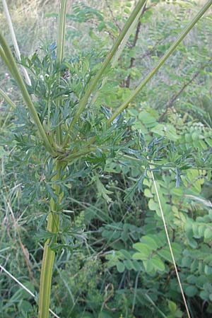 Seseli libanotis / Moon Carrot, Slovenia Kozina 31.7.2011