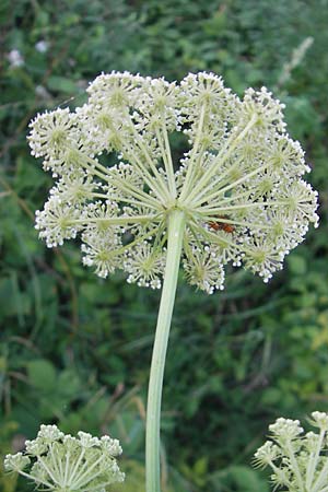 Seseli libanotis \ Heilwurz / Moon Carrot, Slowenien/Slovenia Kozina 31.7.2011