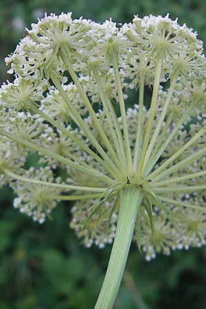 Seseli libanotis \ Heilwurz / Moon Carrot, Slowenien/Slovenia Kozina 31.7.2011