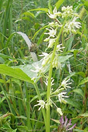 Echinocystis lobata \ Igel-Gurke, Stachel-Gurke / Mock Cucumber, Slowenien/Slovenia Sajevce 1.8.2011