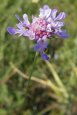 Scabiosa triandra \ Sdliche Skabiose / Southern Scabious, Slowenien/Slovenia Seana 27.6.2010