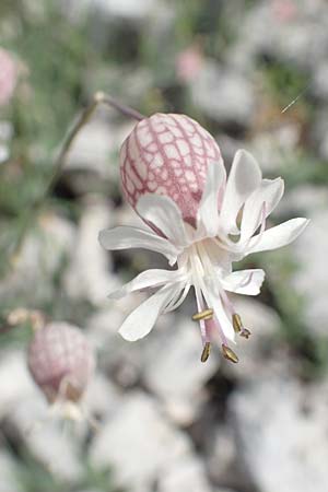 Silene vulgaris subsp. vulgaris \ Gewhnliches Leimkraut, Taubenkropf-Leimkraut, Slowenien Loibl-Pass 8.7.2019