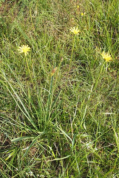 Scorzonera villosa / Villous Viper's Grass, Slovenia Seana 27.6.2010