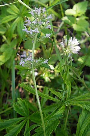 Thymus longicaulis \ Kaskaden-Thymian, Langstngeliger Thymian / Thyme, Slowenien/Slovenia Postojna 27.6.2010