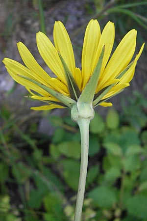 Tragopogon orientalis \ stlicher Wiesen-Bocksbart / Showy Goat's-Beard, Slowenien/Slovenia Postojna 27.6.2010