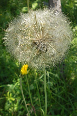 Tragopogon orientalis \ stlicher Wiesen-Bocksbart / Showy Goat's-Beard, Slowenien/Slovenia Postojna 27.6.2010