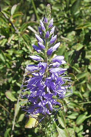 Veronica barrelieri \ Barreliers Blauweiderich, Slowenien Postojna 14.7.2007