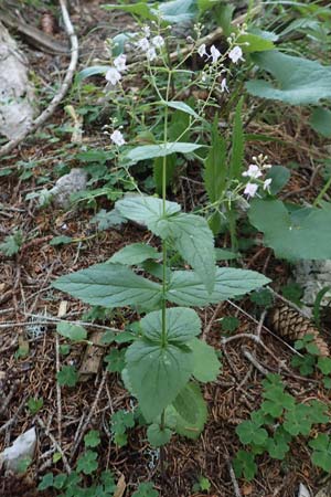 Veronica urticifolia \ Nessel-Ehrenpreis, Slowenien Koschuta 7.7.2019