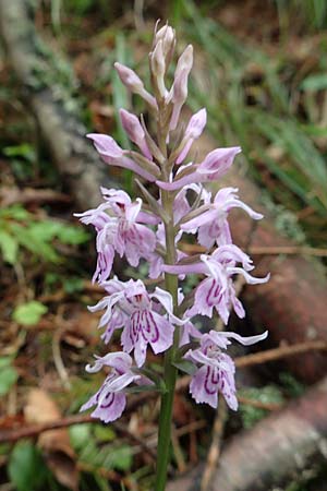 Dactylorhiza fuchsii \ Fuchssche Fingerwurz, Fuchssches Knabenkraut / Common Spotted Orchid, Slowenien/Slovenia,  Medvodje 9.7.2019 