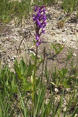 Dactylorhiza lapponica \ Lappländische Fingerwurz, Lappländisches Knabenkraut / Lapland Marsh Orchid, Slowenien/Slovenia,  Nova Vas 27.6.2010 