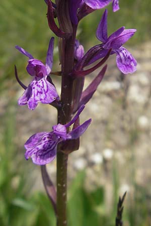 Dactylorhiza lapponica \ Lappländische Fingerwurz, Lappländisches Knabenkraut / Lapland Marsh Orchid, Slowenien/Slovenia,  Nova Vas 27.6.2010 