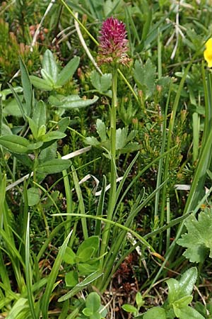 Nigritella kossutensis \ Koschuta-Kohlröschen (?), Slowenien,  Koschuta 7.7.2019 