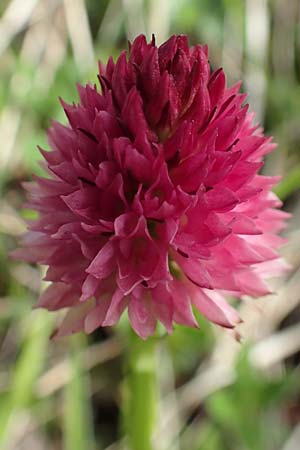 Nigritella kossutensis \ Koschuta-Kohlröschen / Koschuta Vanilla Orchid, Slowenien/Slovenia,  Koschuta 7.7.2019 