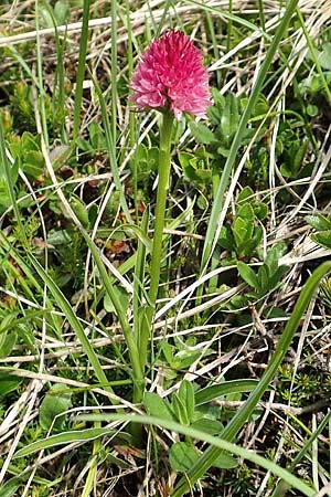 Nigritella kossutensis \ Koschuta-Kohlröschen, Slowenien,  Koschuta 7.7.2019 