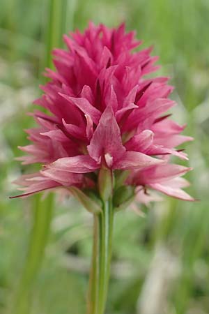 Nigritella kossutensis \ Koschuta-Kohlröschen, Slowenien,  Koschuta 7.7.2019 