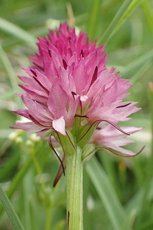 Nigritella kossutensis \ Koschuta-Kohlröschen, Slowenien,  Koschuta 7.7.2019 