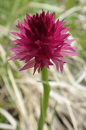 Nigritella kossutensis \ Koschuta-Kohlröschen, Slowenien,  Koschuta 7.7.2019 