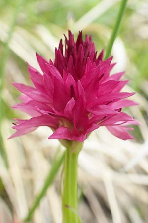 Nigritella kossutensis \ Koschuta-Kohlröschen, Slowenien,  Koschuta 7.7.2019 