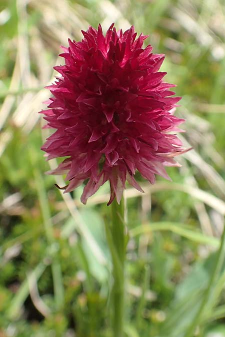 Nigritella ravnikii \ Ravniks Kohlröschen, Slowenien,  Koschuta 7.7.2019 