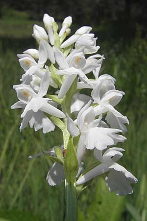 Dactylorhiza transsilvanica \ Siebenbürgen-Fingerwurz, Siebenbürgen-Knabenkraut / Transsylvanian Orchid, Slowenien/Slovenia,  Nova Vas 27.6.2010 