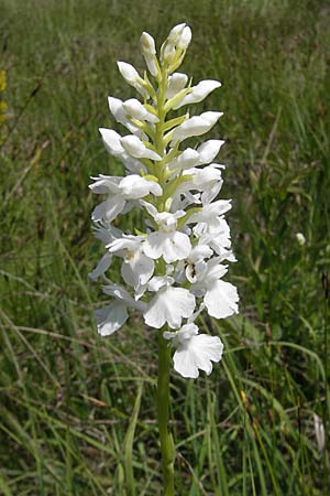 Dactylorhiza transsilvanica / Transsylvanian Orchid, Slovenia,  Nova Vas 27.6.2010 