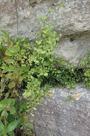 Adiantum capillus-veneris \ Venushaar, Echter Frauenhaar-Farn, Samos Ireon 13.4.2017