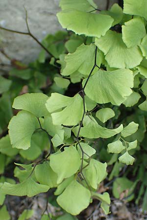 Adiantum capillus-veneris \ Venushaar, Echter Frauenhaar-Farn, Samos Ireon 13.4.2017