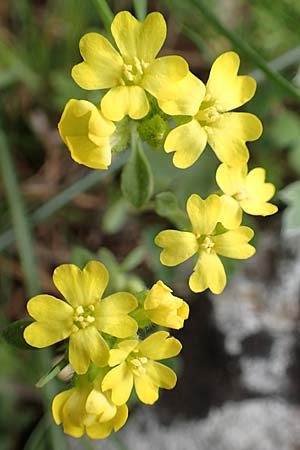 Alyssum fulvescens \ Brunliches Steinkraut / Brownish Alison, Samos Lazaros in Mt. Ambelos 12.4.2017