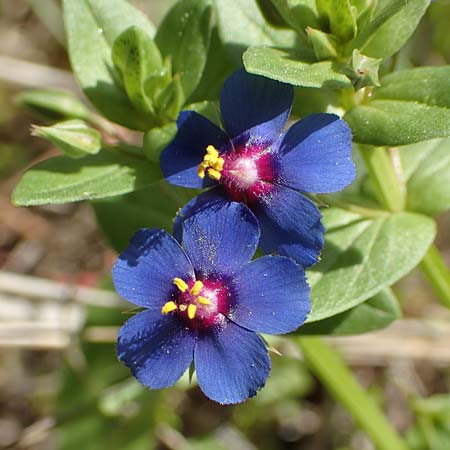 Lysimachia foemina \ Blauer Gauchheil, Samos Pythagorio 13.4.2017