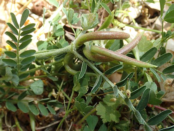 Astragalus hamosus \ Haken-Tragant / Southern Milk-Vetch, Samos Pythagorio 13.4.2017