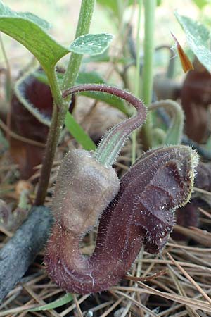 Aristolochia hirta \ Haarige Osterluzei / Hairy Birthwort, Samos Agios Konstantinos 14.4.2017