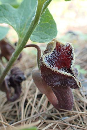 Aristolochia hirta \ Haarige Osterluzei, Samos Agios Konstantinos 14.4.2017