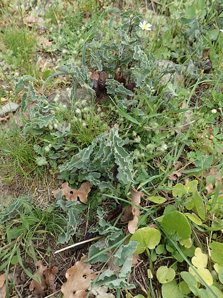 Aristolochia incisa \ Samos-Osterluzei / Incised Birthwort, Samos Spatharei 17.4.2017