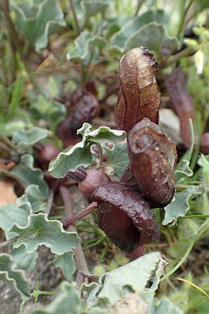 Aristolochia incisa / Incised Birthwort, Samos Spatharei 17.4.2017