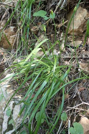 Allium subhirsutum \ Wimperblttriger Lauch / Hairy Garlic, Samos Potami 15.4.2017