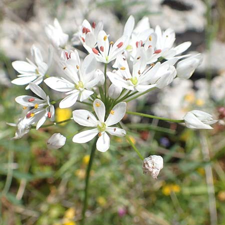 Allium subhirsutum \ Wimperblttriger Lauch, Samos Limnionas 18.4.2017