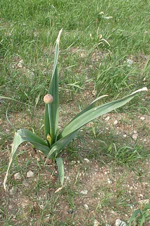 Allium nigrum / Black Garlic, Broad-Leaved Leek, Samos Mytilini 10.4.2017