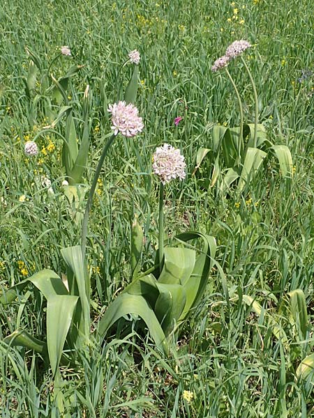 Allium nigrum \ Schwarzer Lauch, Samos Pythagorio 13.4.2017