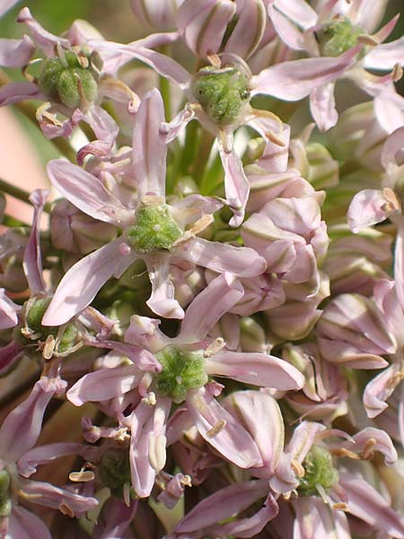 Allium nigrum / Black Garlic, Broad-Leaved Leek, Samos Pythagorio 13.4.2017