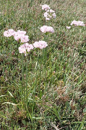 Allium roseum / Rosy Garlic, Samos Psili Ammos 16.4.2017