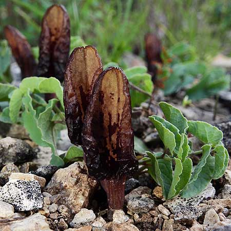 Aristolochia incisa / Incised Birthwort, Samos Southeast 21.4.2022 (Photo: Helmut Presser)