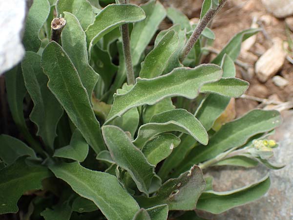 Aurinia saxatilis subsp. orientalis \ stliches Felsen-Steinkraut, Samos Lazaros in Mt. Ambelos 12.4.2017