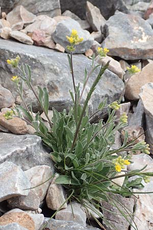 Aurinia saxatilis subsp. orientalis \ stliches Felsen-Steinkraut / Basket of Gold, Goldentuft Alyssum, Samos Lazaros in Mt. Ambelos 12.4.2017